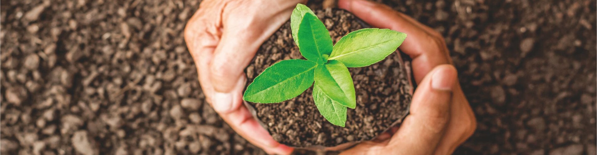 Hands holding earth
